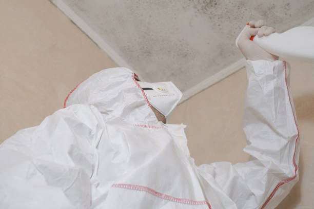 Why You Should Choose Our Mold Remediation Services in Rancho Viejo, TX